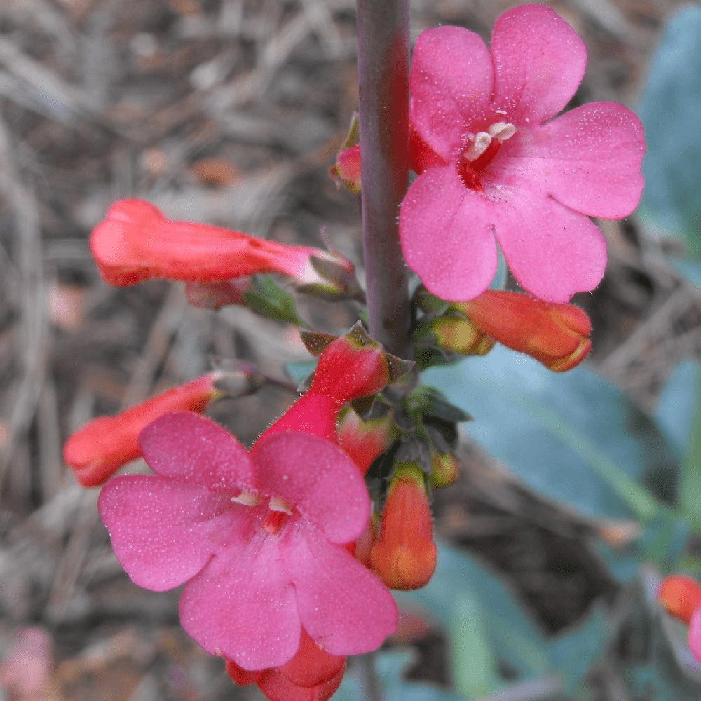 Des images de diff�rentes plantes